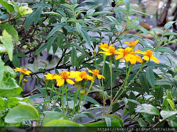 108.12.14 新竹市綠園道食物森林-芳香萬壽菊.JPG