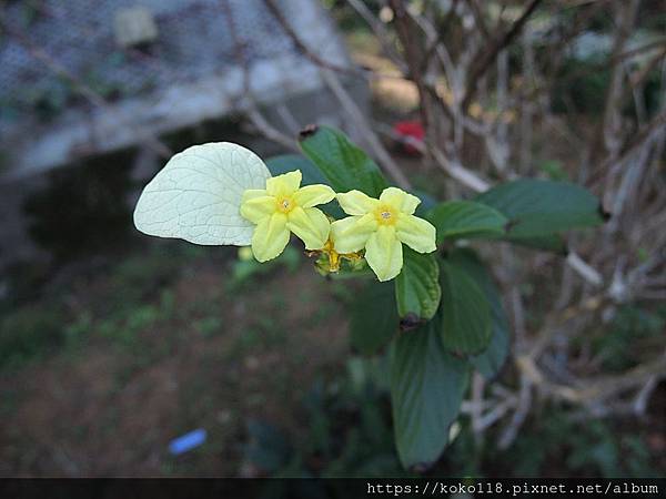 108.12.15 十八尖山-黃萼花.JPG