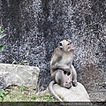 109.1.1 新竹公園-動物園-馬來猴.JPG