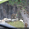 109.1.1 新竹公園-動物園-馬來猴12.jpg