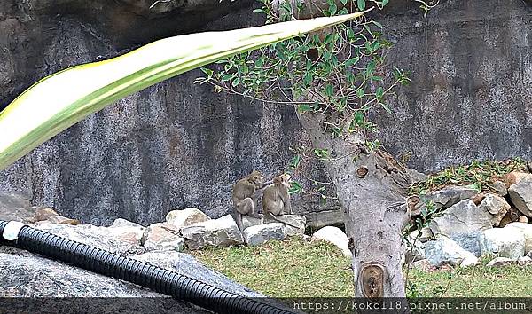 109.1.1 新竹公園-動物園-馬來猴11.jpg