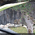 109.1.1 新竹公園-動物園-馬來猴11.jpg