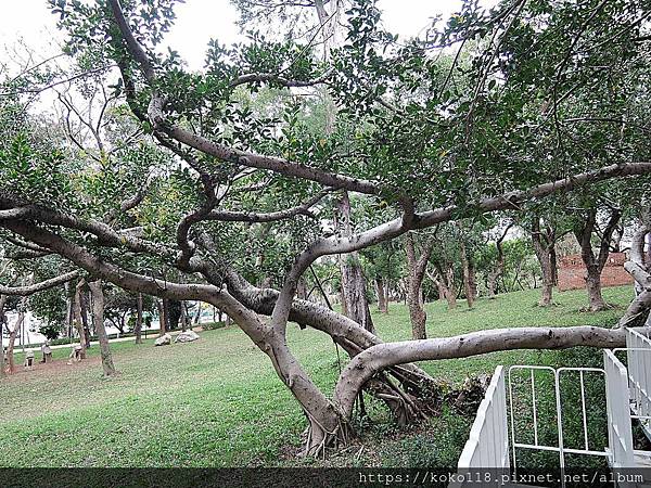 109.1.1 新竹公園-新竹氣象站-樹.JPG