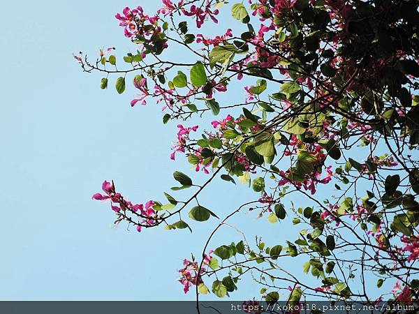 109.1.4 新竹公園-艷紫荊.JPG