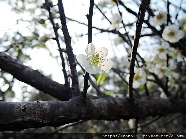 109.1.5 清華大學梅園-梅花32.JPG