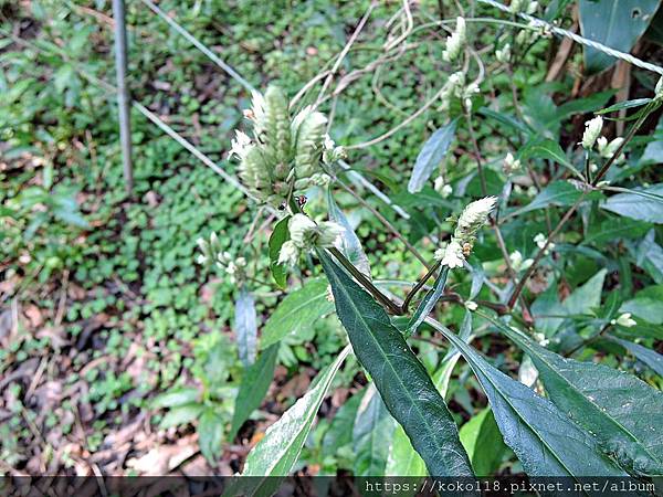 109.1.5 清華大學蝴蝶園-台灣鱗球花.JPG