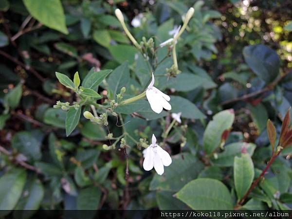 109.1.10 十八尖山-白鶴靈芝1.JPG