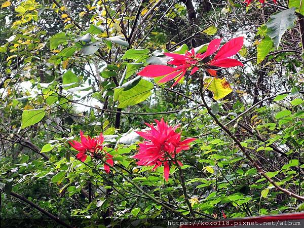 109.1.11 清華大學相思湖-聖誕紅.JPG