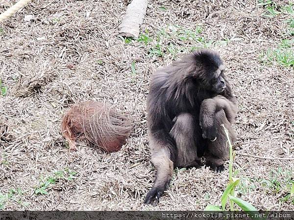 109.1.18 新竹市立動物園-灰長臂猿3.JPG