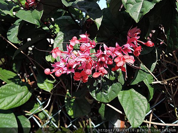 109.2.2 東山濕地生態教學公園外-紅萼龍吐珠.JPG