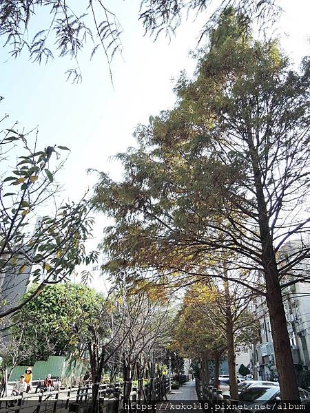 109.2.2 東山濕地生態教學公園外-落羽松2.JPG