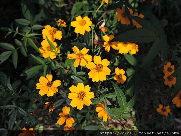 109.2.2 東山濕地生態教學公園-芳香萬壽菊1.JPG