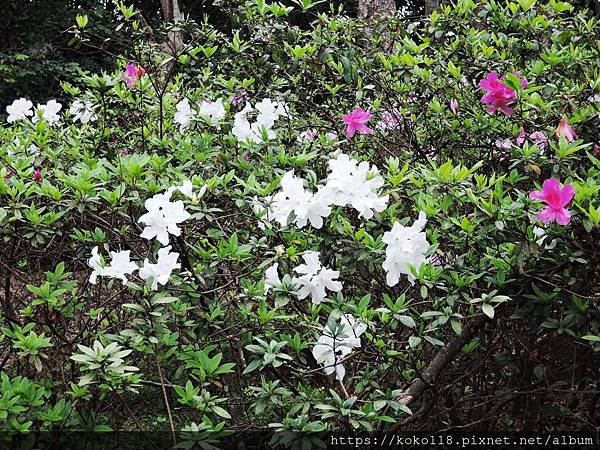 109.2.9 十八尖山-杜鵑花1.JPG