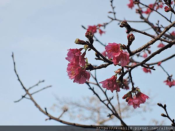 109.2.14 博愛小憩-山櫻花.JPG