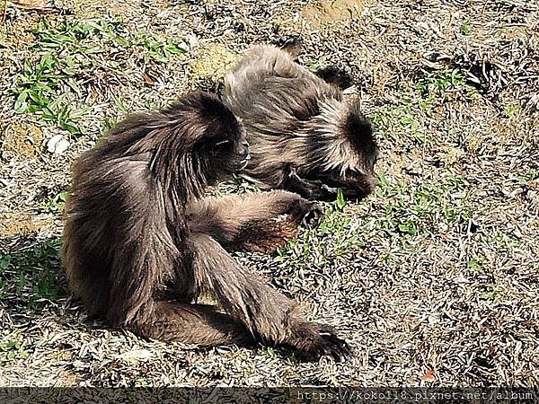 109.2.20 新竹市立動物園-灰長臂猿3.JPG