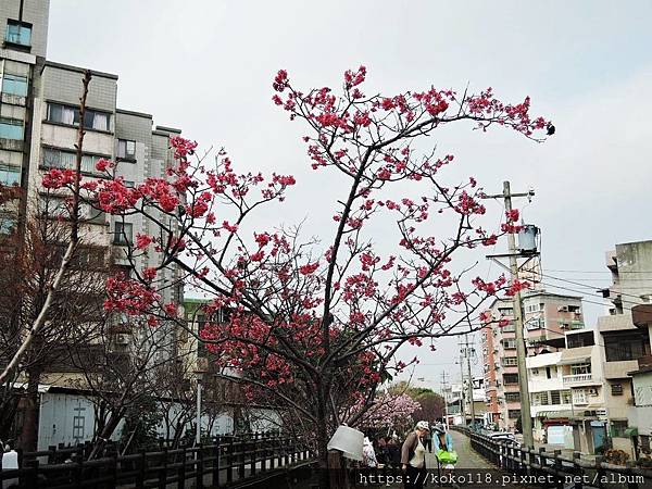 109.2.28 東山濕地生態教學公園外-山櫻花1.JPG