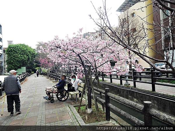 109.2.28 東山濕地生態教學公園外-河津櫻3.JPG