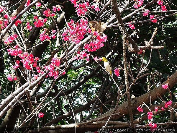 109.2.29 新竹公園-綠繡眼,山櫻花.JPG