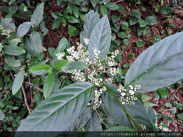 109.3.6 十八尖山-台灣山桂花1.JPG