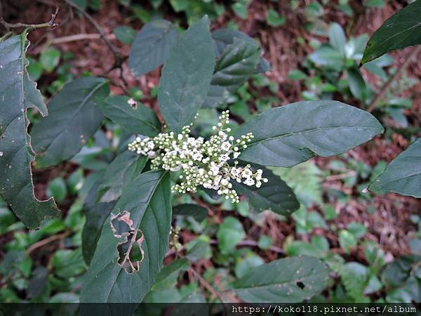 109.3.6 十八尖山-台灣山桂花2.JPG