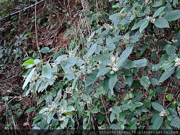 109.3.6 十八尖山-台灣山桂花4.JPG