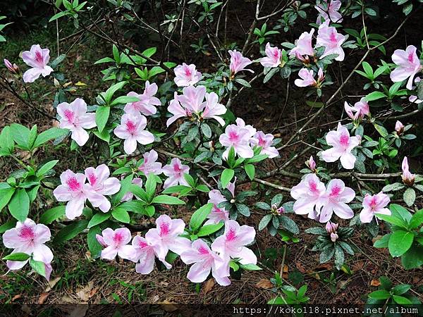 109.3.6 十八尖山-杜鵑花.JPG