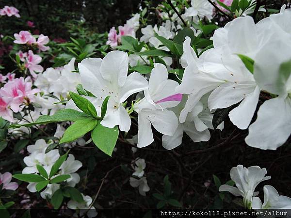 109.3.6 十八尖山-杜鵑花3.JPG