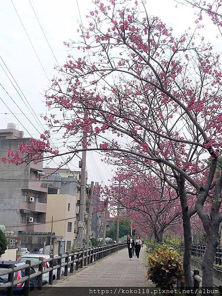 109.3.7 東山濕地生態教學公園外-山櫻花.jpg