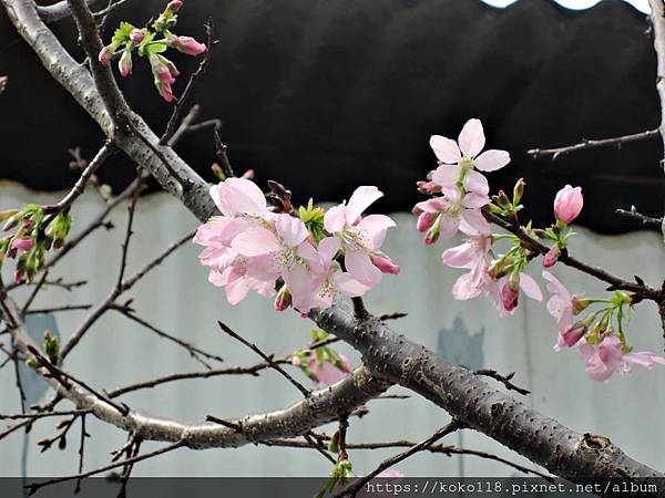 109.3.7 東山濕地生態教學公園外-富士櫻6.JPG