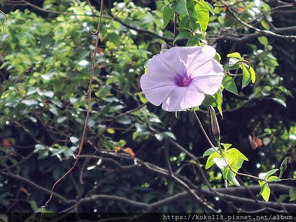 109.3.22 新竹公園-牽牛花.JPG