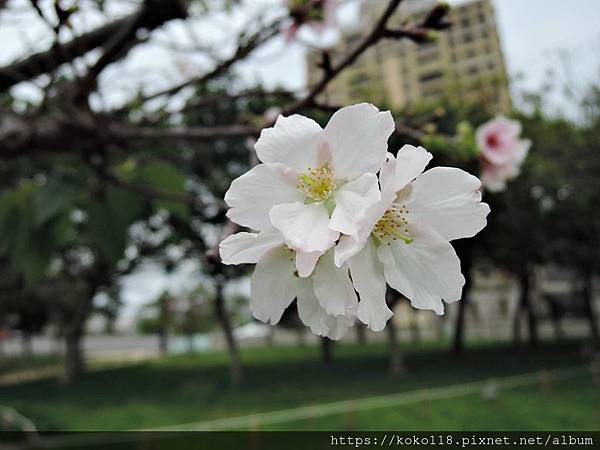 109.4.5 新竹公園-吉野櫻4.JPG