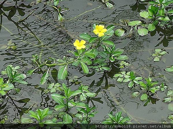 109.5.13 新竹公園-台灣水龍1.JPG