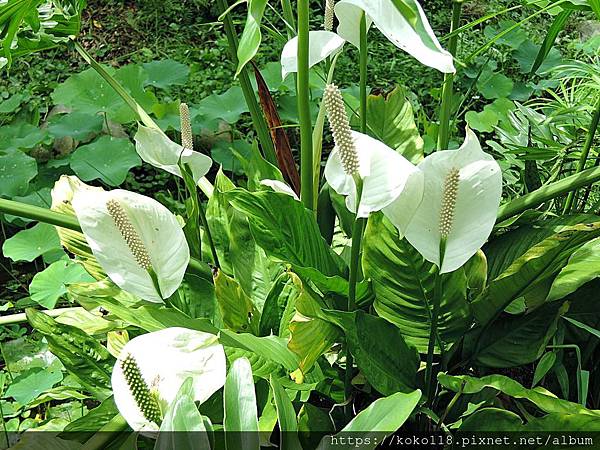 109.5.30 東山濕地生態教學公園-白鶴芋.JPG