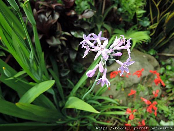 109.5.30 東山濕地生態教學公園-紫嬌花.JPG