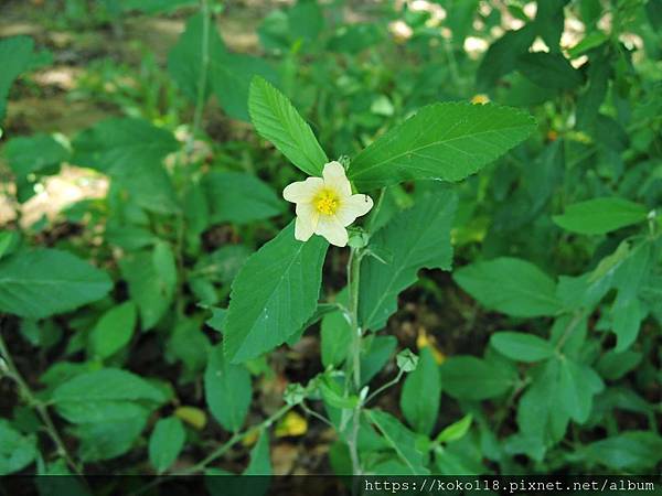 109.5.31 十八尖山-金午時花2.JPG