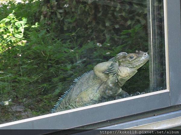 109.6.3 新竹公園-昆蟲館-犀牛鬣蜥4.JPG