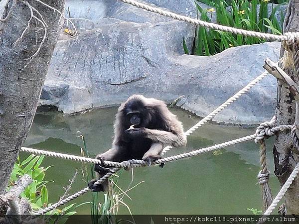 109.6.3 新竹動物園-灰長臂猿4.JPG