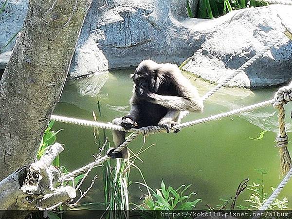 109.6.3 新竹動物園-灰長臂猿8.JPG