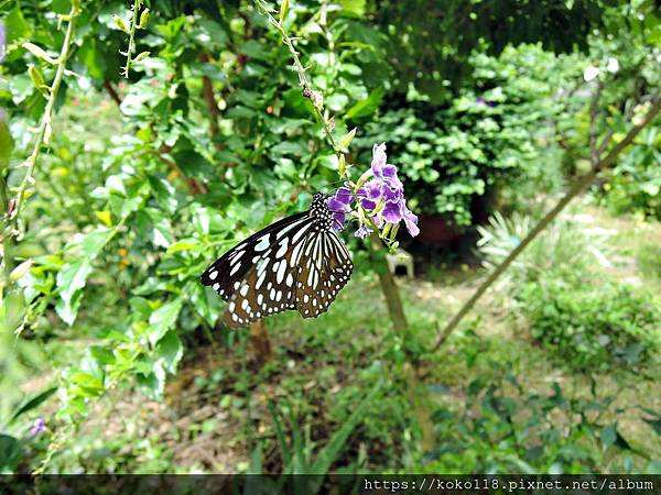 109.6.13 東山濕地生態教學公園-淡小紋青斑蝶,蕾絲金露花4.JPG