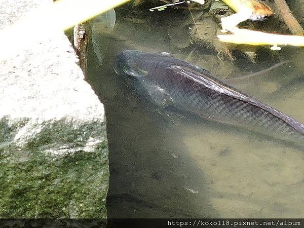 109.7.3 東山濕地生態教學公園-魚.JPG