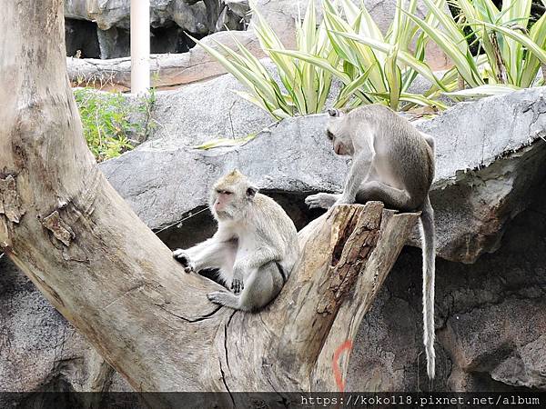 109.7.9 新竹動物園-馬來猴6.JPG