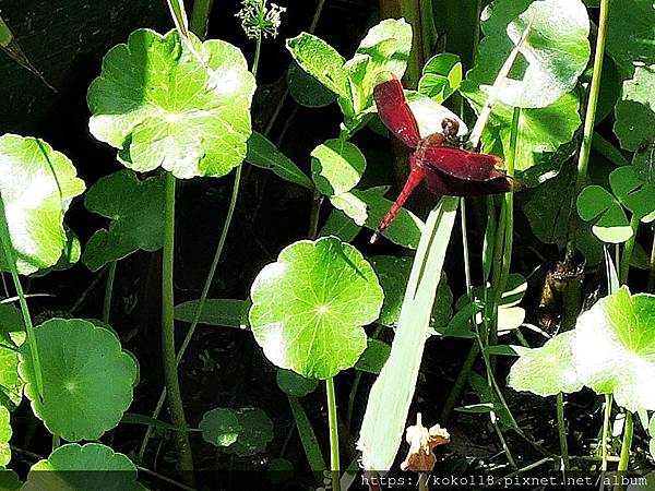 109.7.12 東山濕地生態教學公園-善變蜻蜓1.JPG