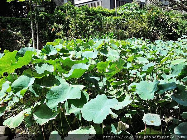 109.7.31 東山濕地生態教學公園-荷塘.JPG