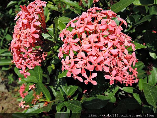 109.7.31 東山濕地生態教學公園-矮仙丹花.JPG