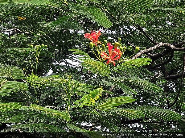 109.8.1 十八尖山-鳯凰花.JPG