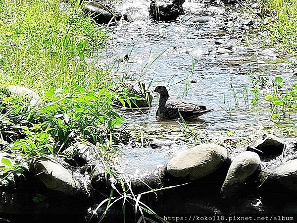 109.8.12 新竹公園-金背鳩洗澡.JPG