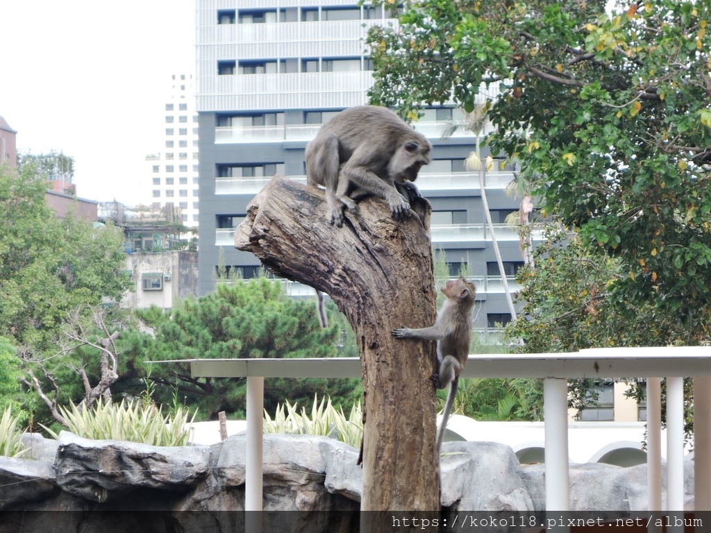 109.9.16 新竹市立動物園-馬來猴4.JPG