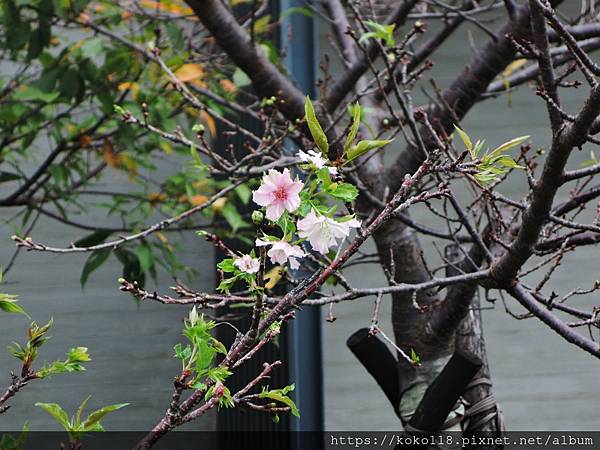 109.9.29 新竹公園-櫻花.JPG