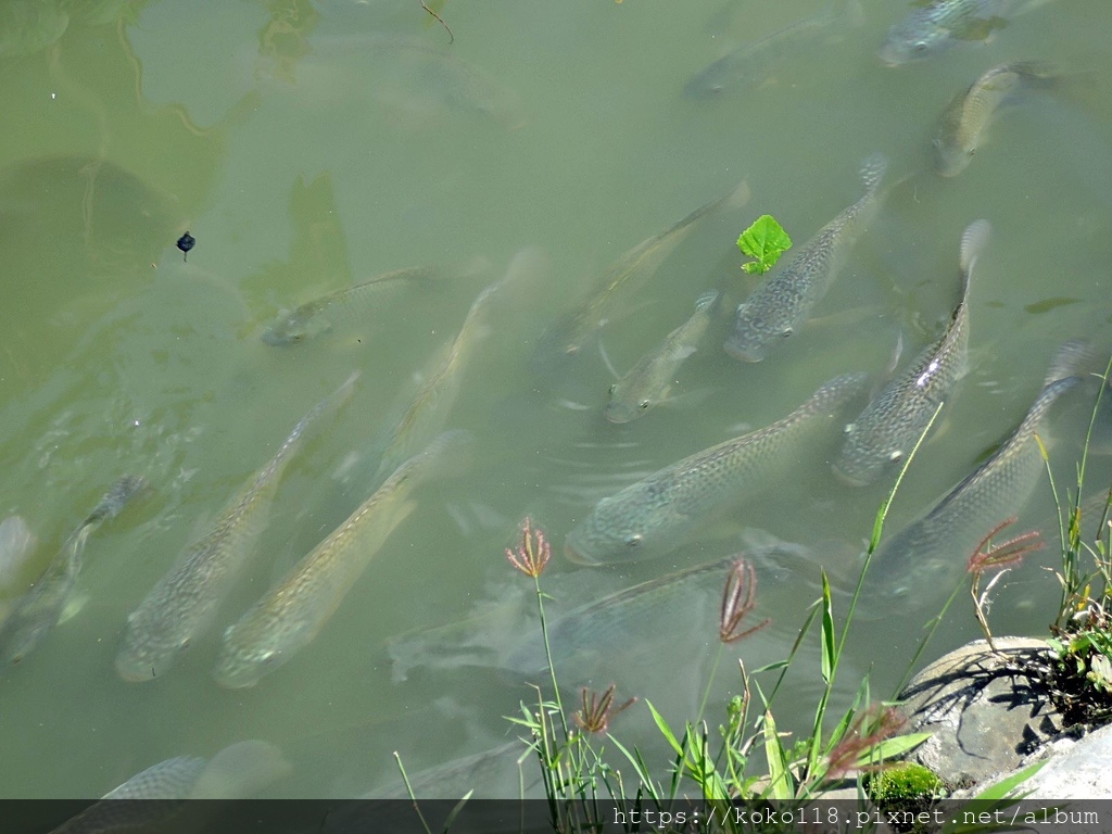 109.10.7-16 新竹護城河-魚.JPG