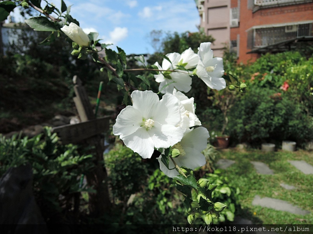 109.10.9 東山濕地生態教學公園-木槿1.JPG